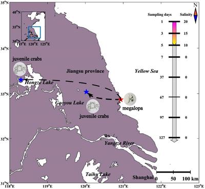 Gut Microbiome Succession in Chinese Mitten Crab Eriocheir sinensis During Seawater–Freshwater Migration